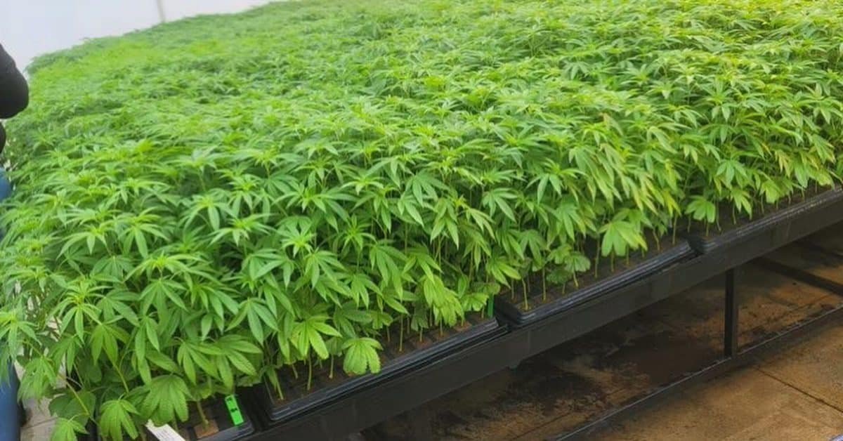 Clones for sale