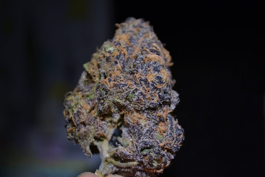 gdp indoor kens gdp